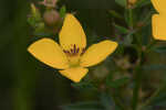 Yellow meadowbeauty